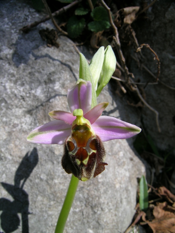 Ophrys crabronifera