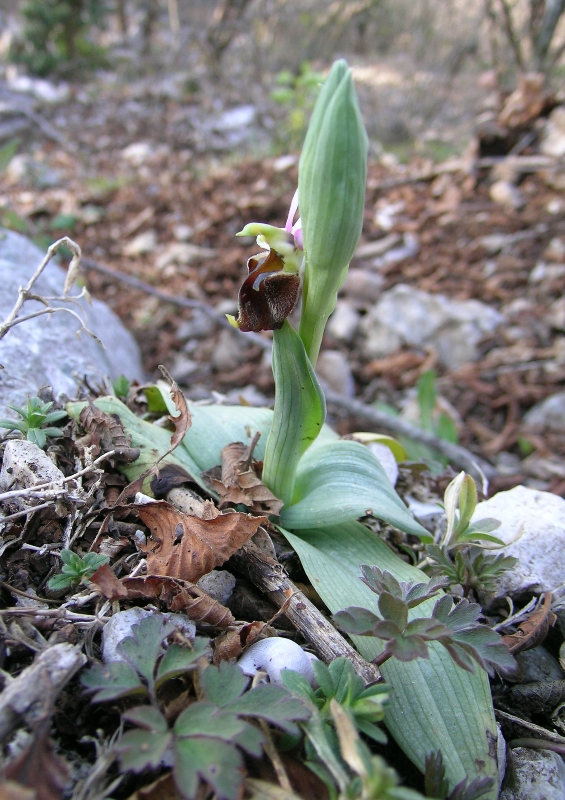 Ophrys crabronifera