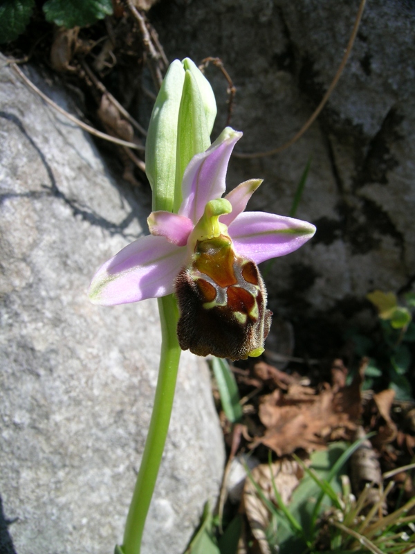 Ophrys crabronifera