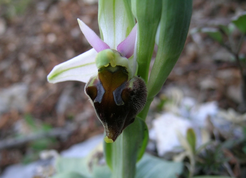 Ophrys crabronifera