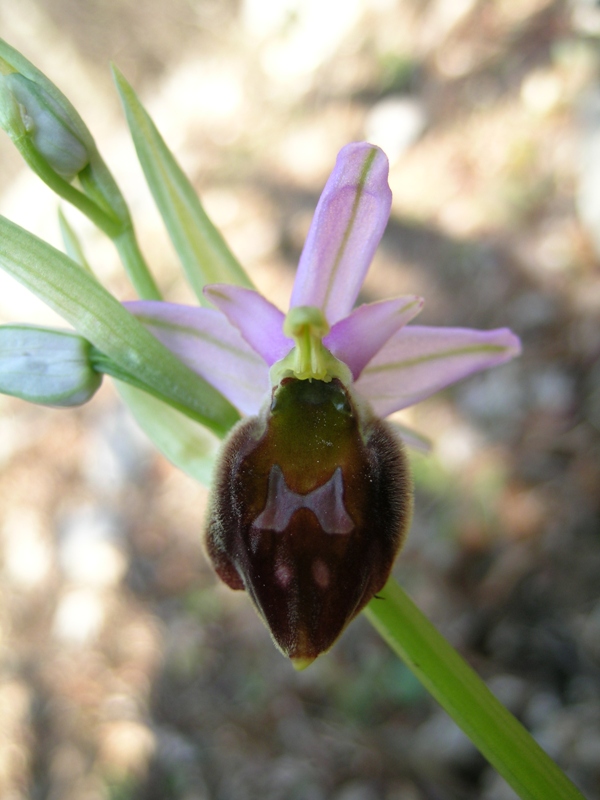 Ophrys crabronifera