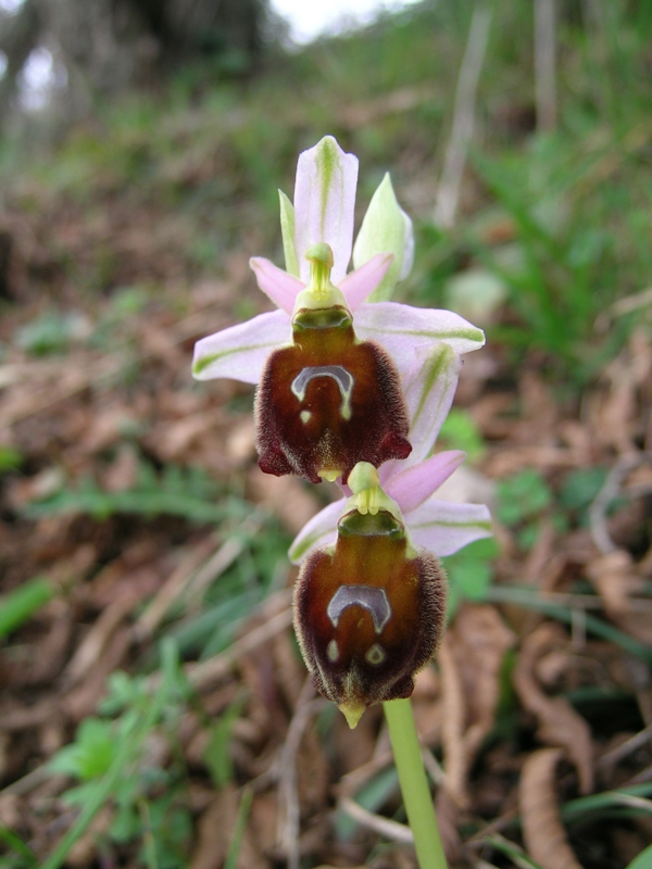 Ophrys crabronifera