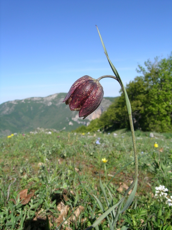 Fritillaria montana (= F. tenella) / Meleagride minore