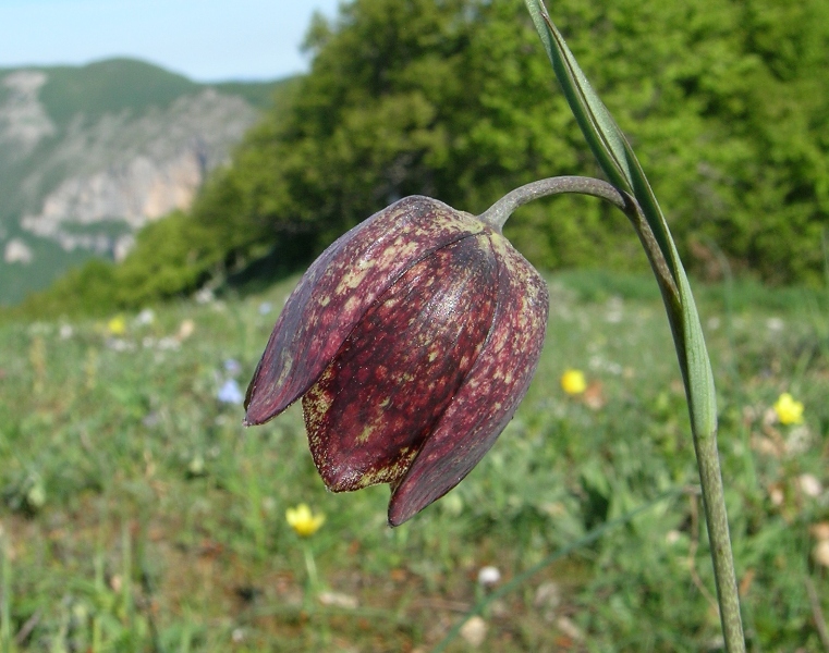 Fritillaria montana (= F. tenella) / Meleagride minore