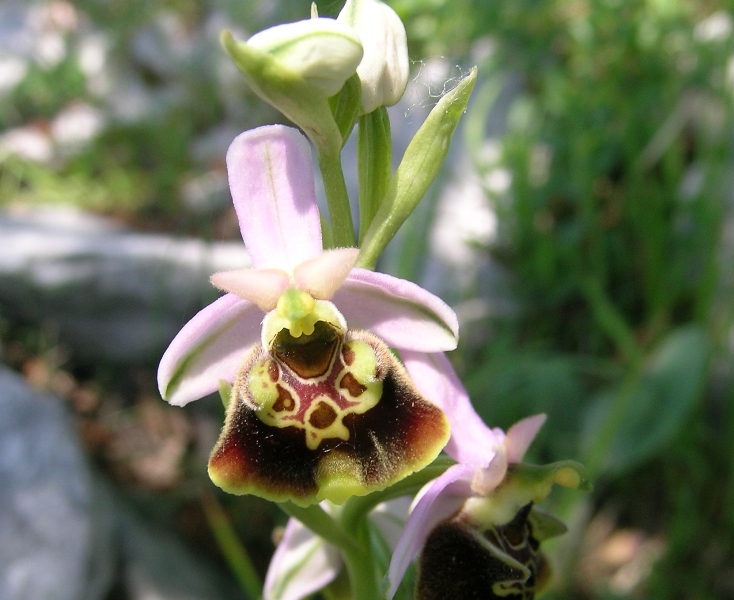 Ophrys fuciflora e .......