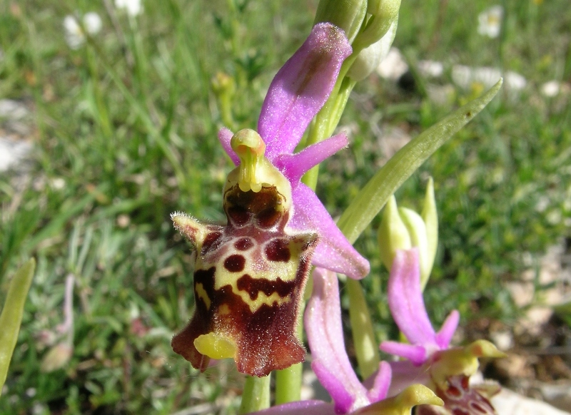 Ophrys fuciflora e .......