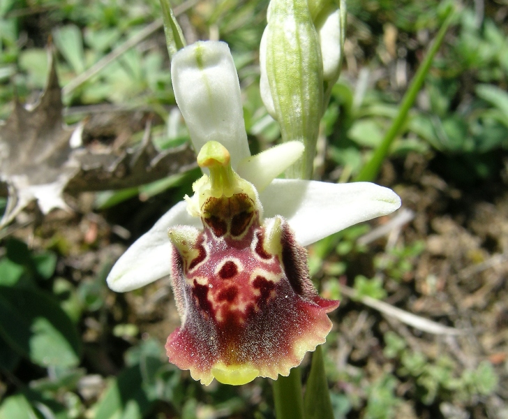 Ophrys fuciflora e .......