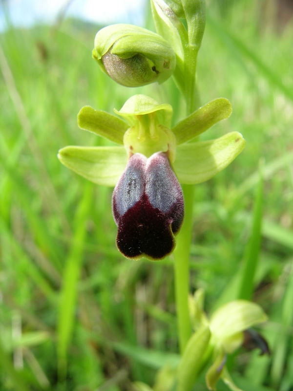 Ophrys funerea