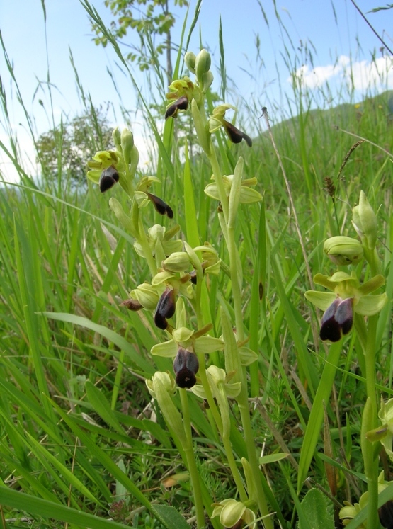 Ophrys funerea