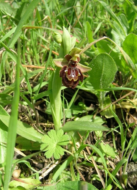 Ophrys e ibridi sull'' Appia Antica