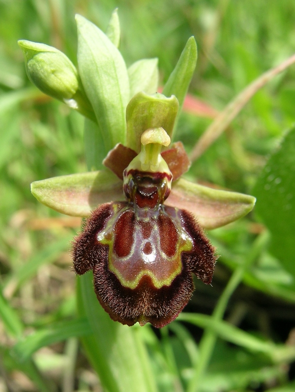 Ophrys e ibridi sull'' Appia Antica