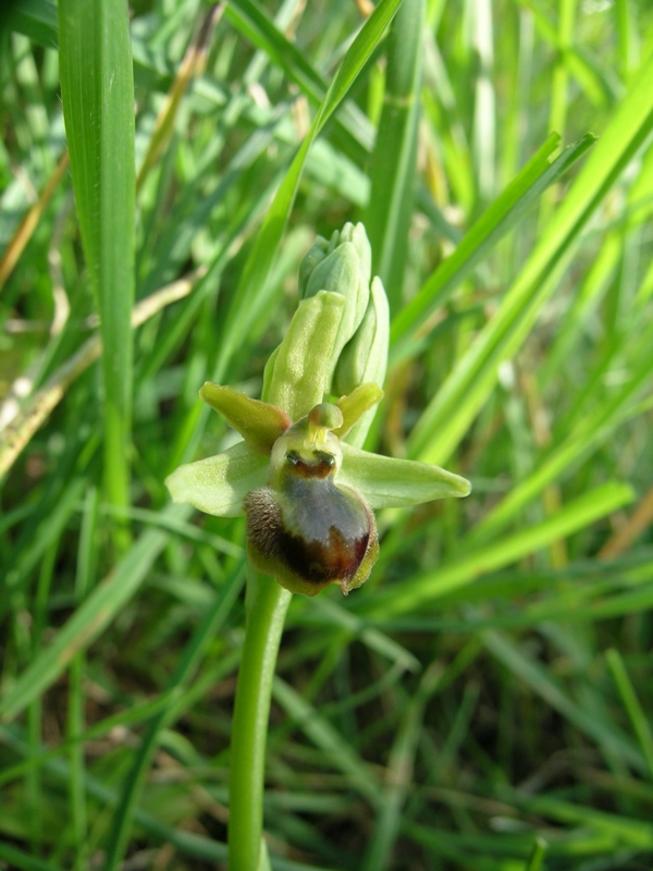 Ophrys e ibridi sull'' Appia Antica