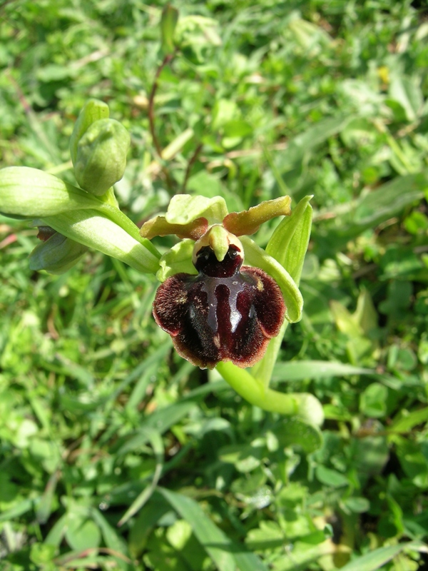 Ophrys e ibridi sull'' Appia Antica