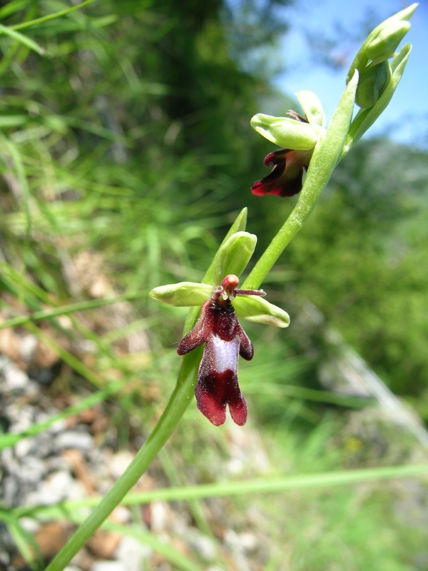 ophrys insectifera