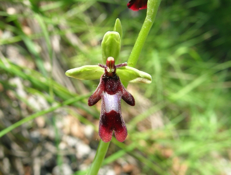 ophrys insectifera