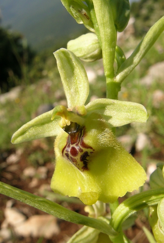 Ophrys lacaitae