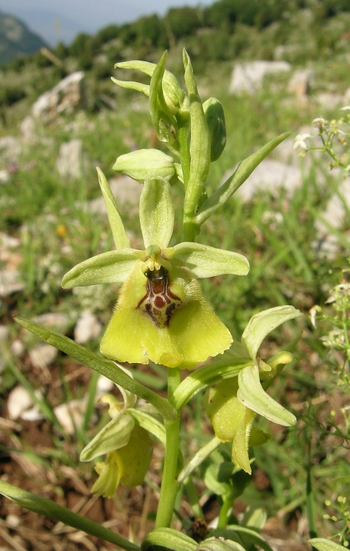 Ophrys lacaitae