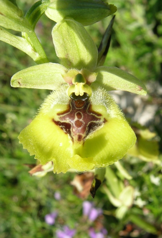 Ophrys lacaitae