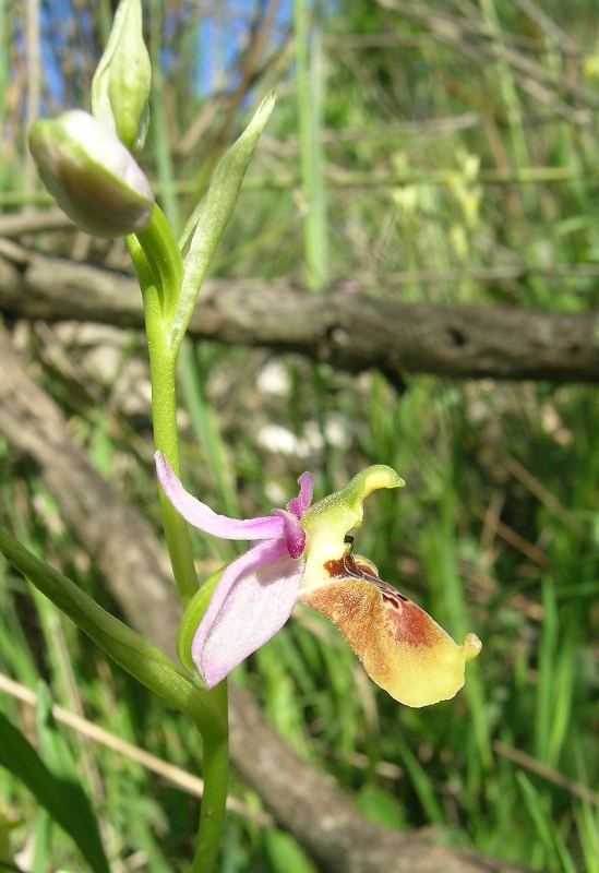 Un ibrido di ophrys da classificare.