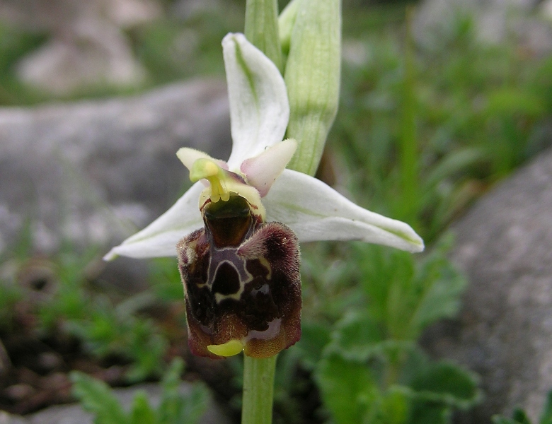 ophrys fuciflora o tyrrhena?