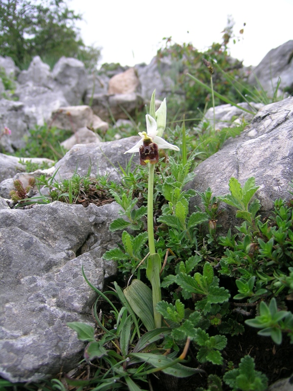 ophrys fuciflora o tyrrhena?