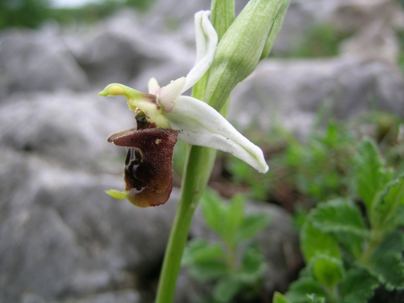 ophrys fuciflora o tyrrhena?