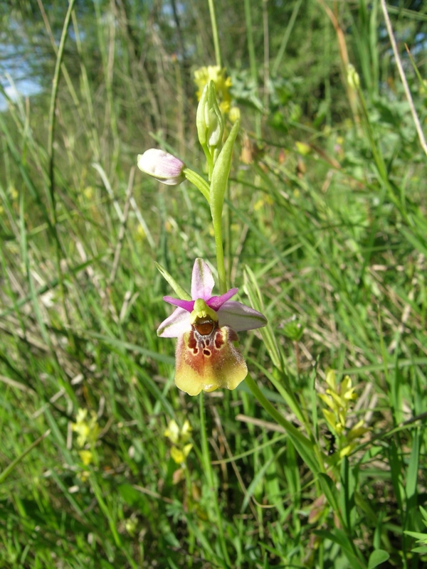 Un ibrido di ophrys da classificare.