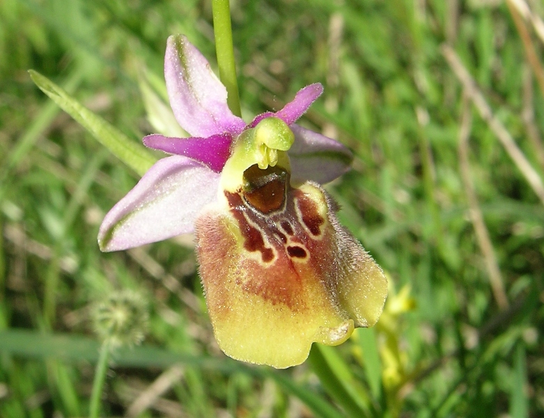 Un ibrido di ophrys da classificare.