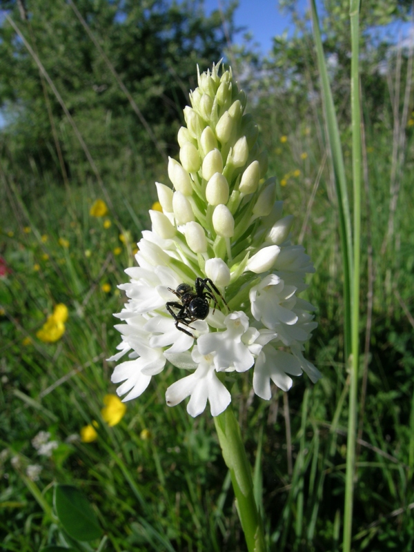 anacamptis pyramidalis a fiori bianchi