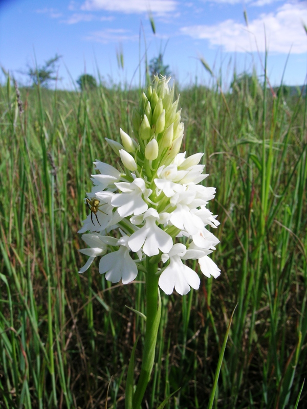 anacamptis pyramidalis a fiori bianchi