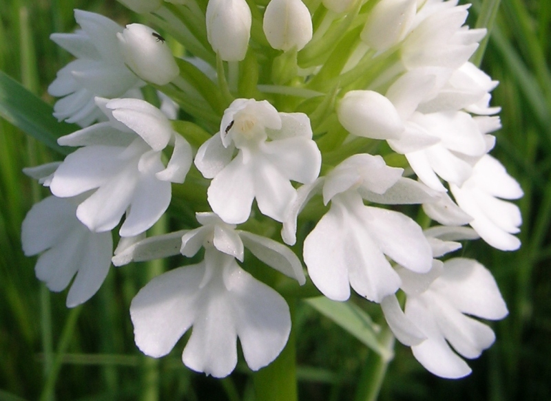 anacamptis pyramidalis a fiori bianchi