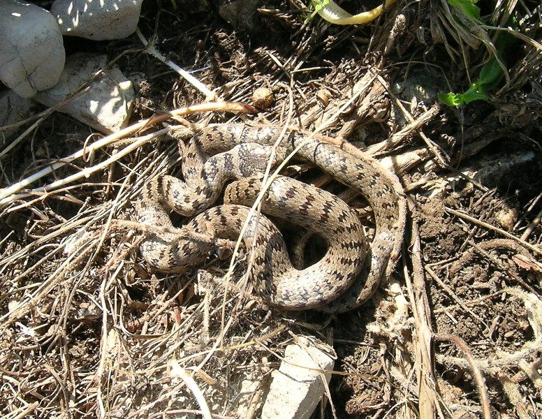 Coronella austriaca