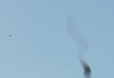 Coreografie di stormi di uccelli