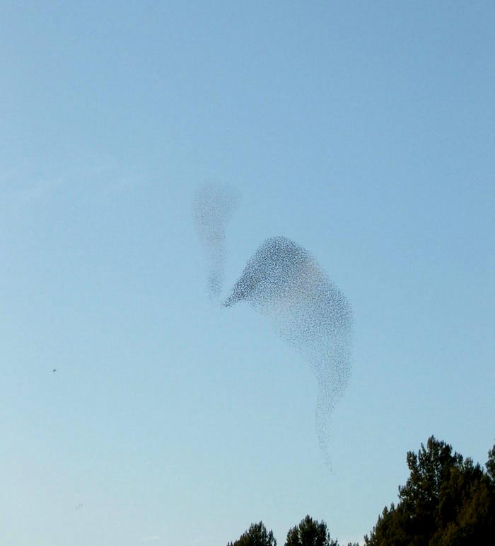 Coreografie di stormi di uccelli