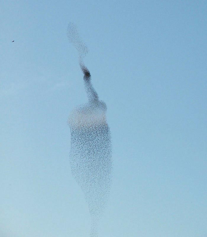 Coreografie di stormi di uccelli