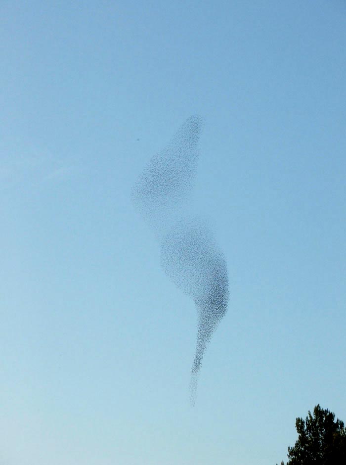 Coreografie di stormi di uccelli