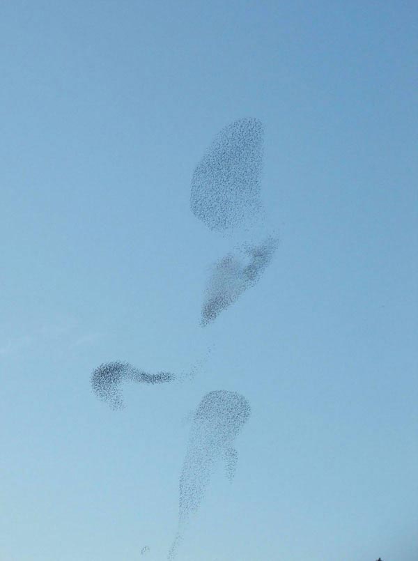 Coreografie di stormi di uccelli