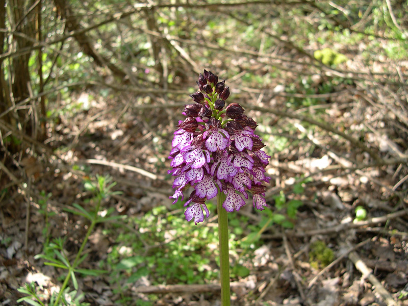 Orchis purpurea