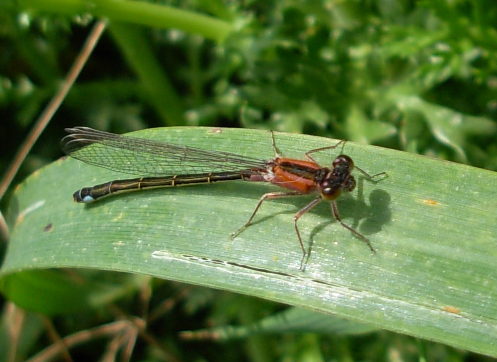 Carrellata libellule