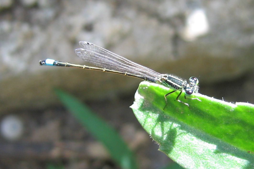 Carrellata libellule