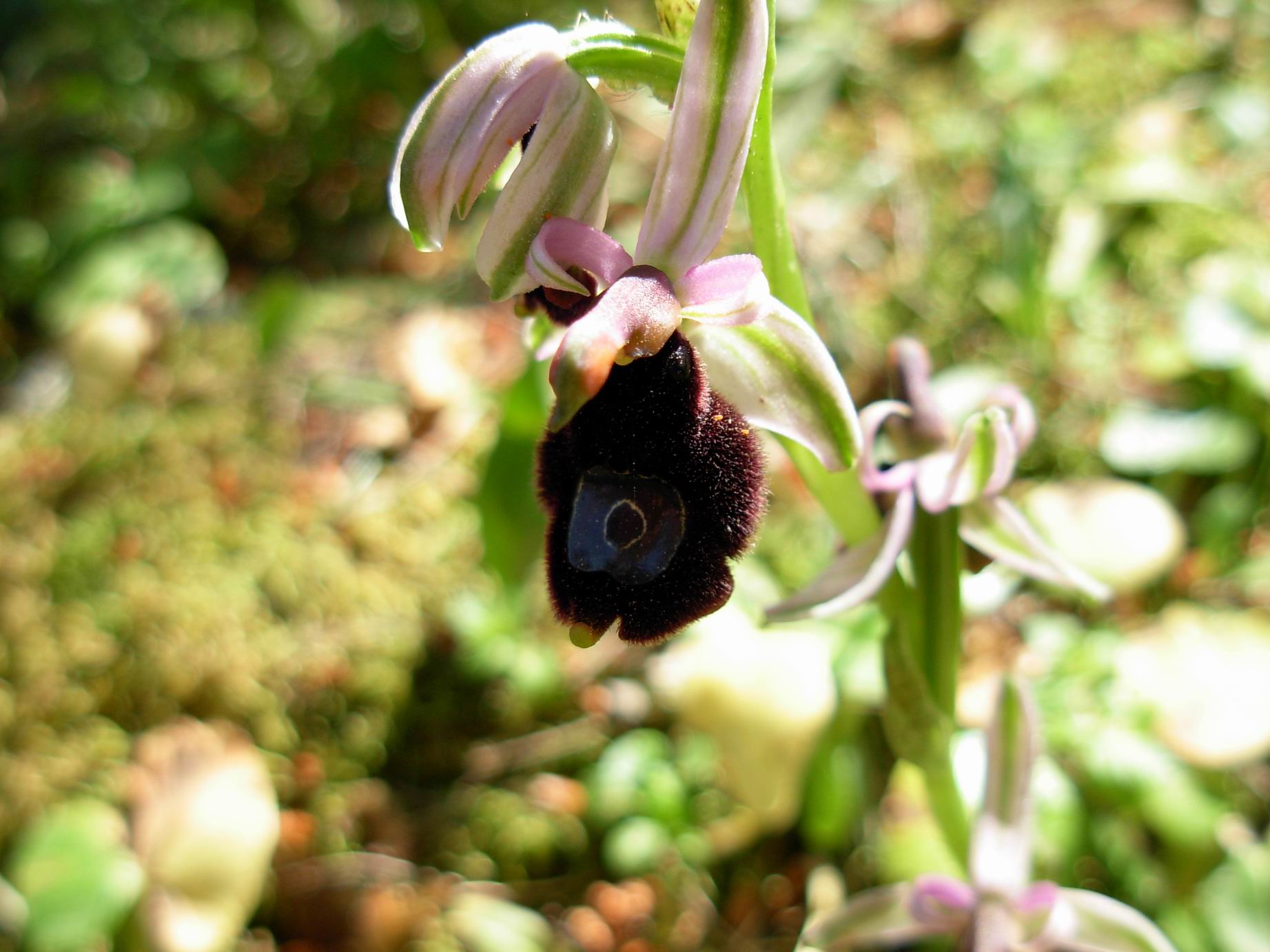 Ophrys explanata