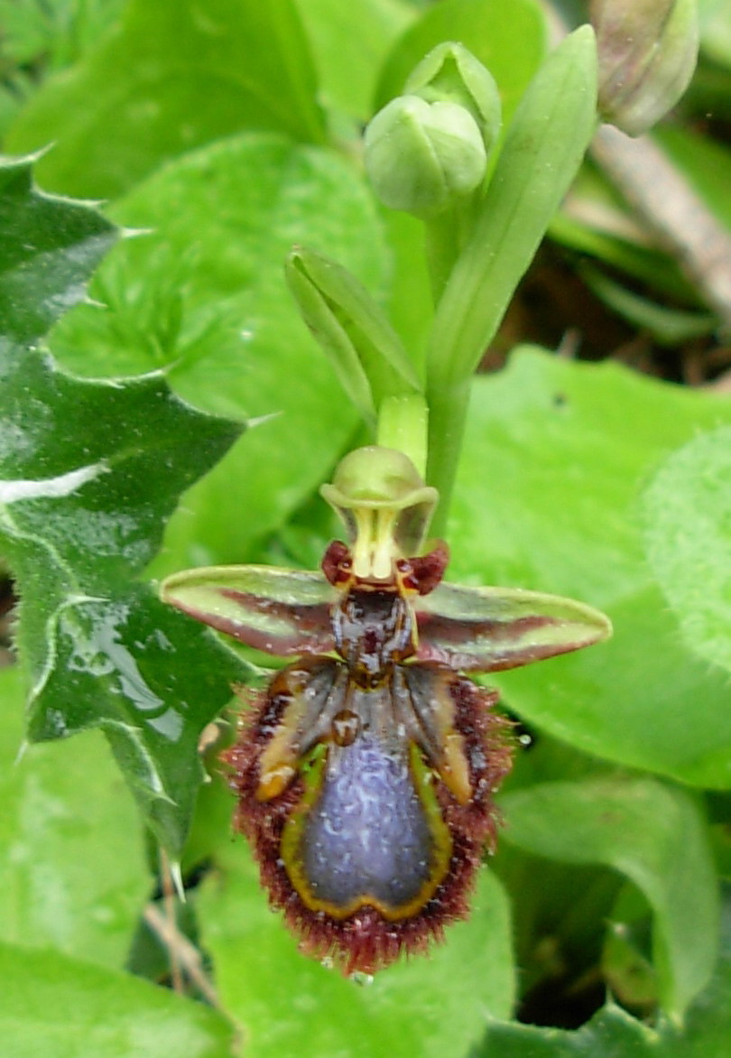 Ophrys speculum