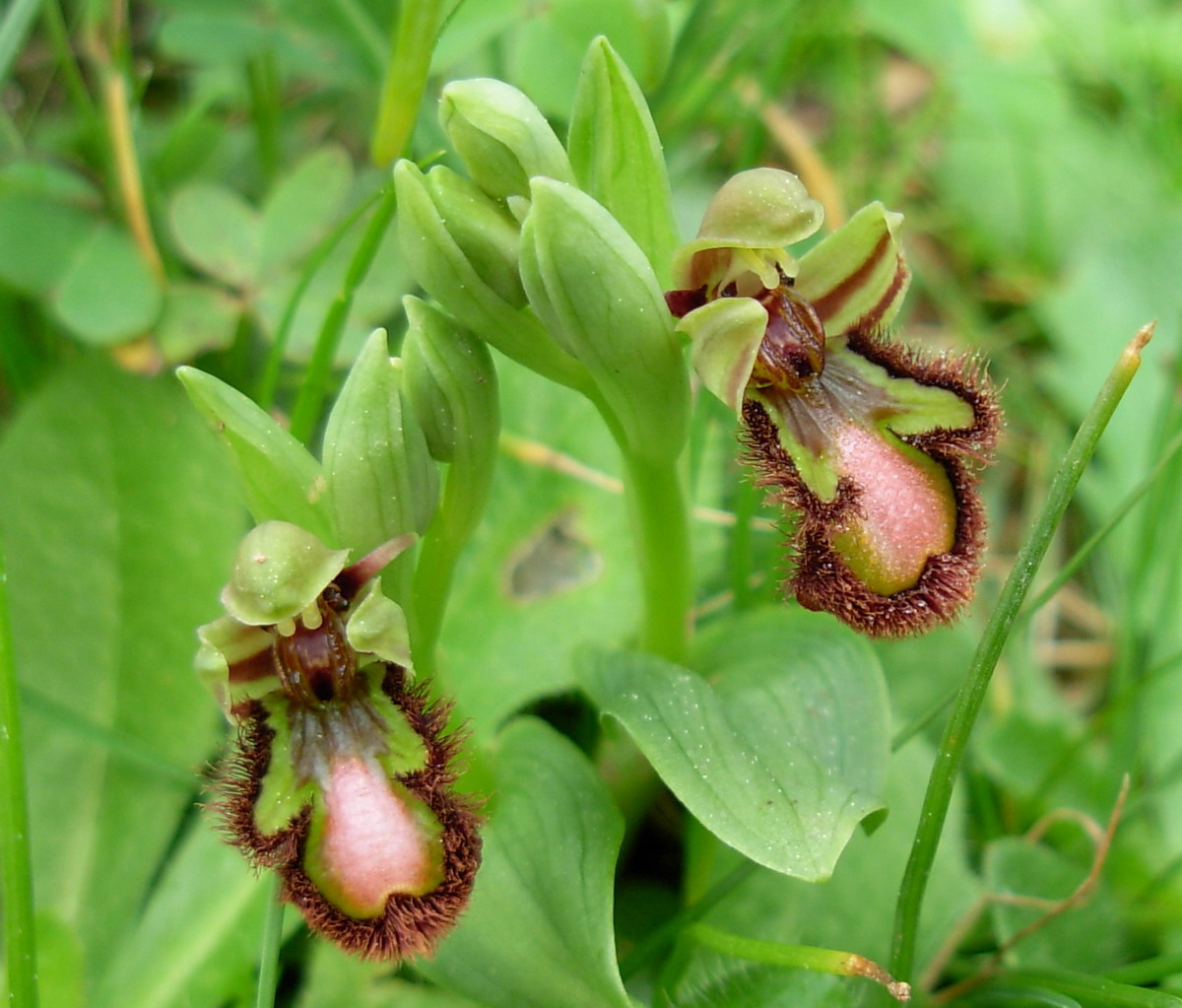 Ophrys speculum