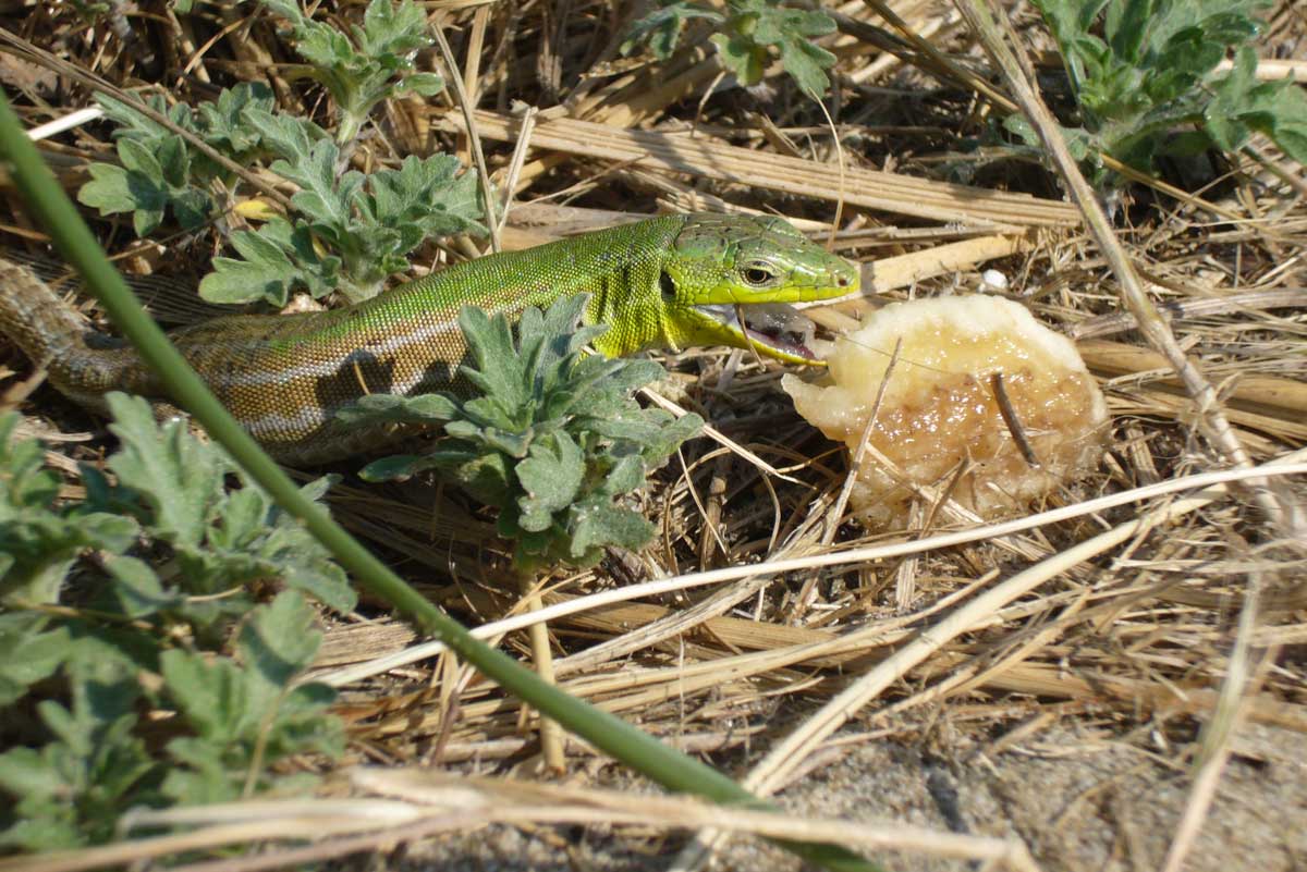 Lucertola mangia- fragole