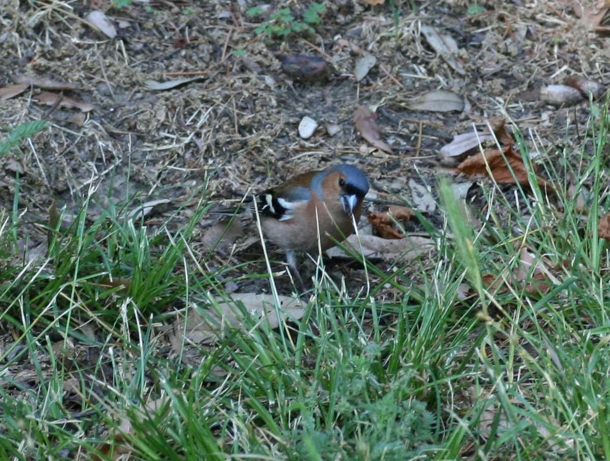 uccellino nel parco