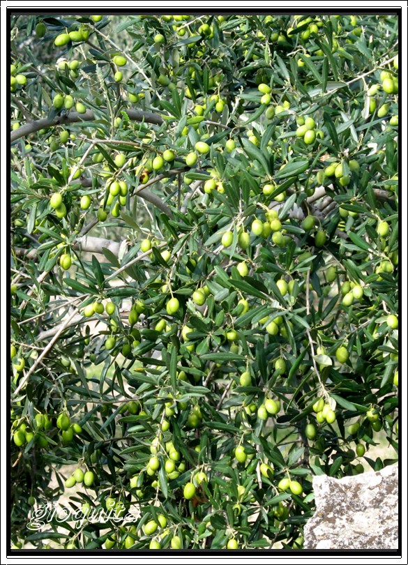 Raccolta e molitura delle olive