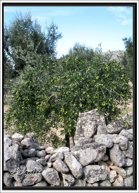 Raccolta e molitura delle olive