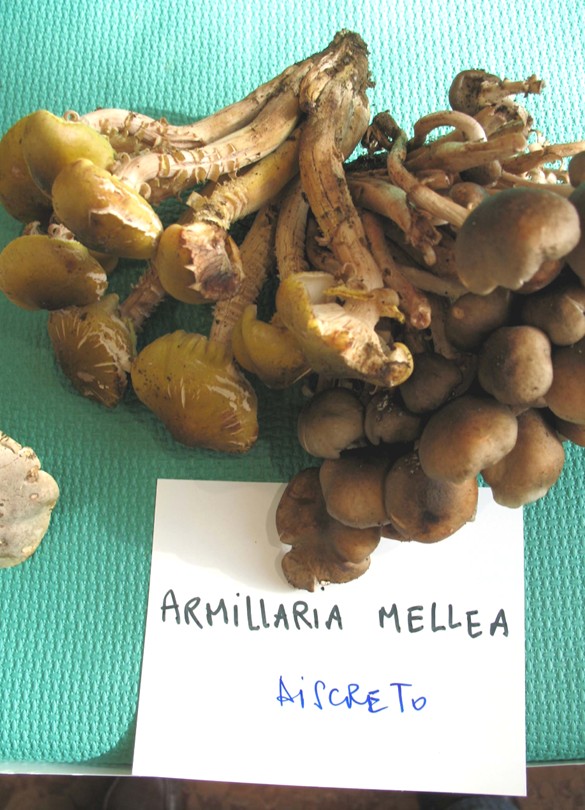 Mostra funghi a Manfredonia (Gargano, Puglia)