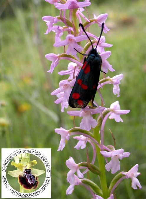 Ophrys fuciflora Gymnadenia conopsea Anacamptis pyramidalis