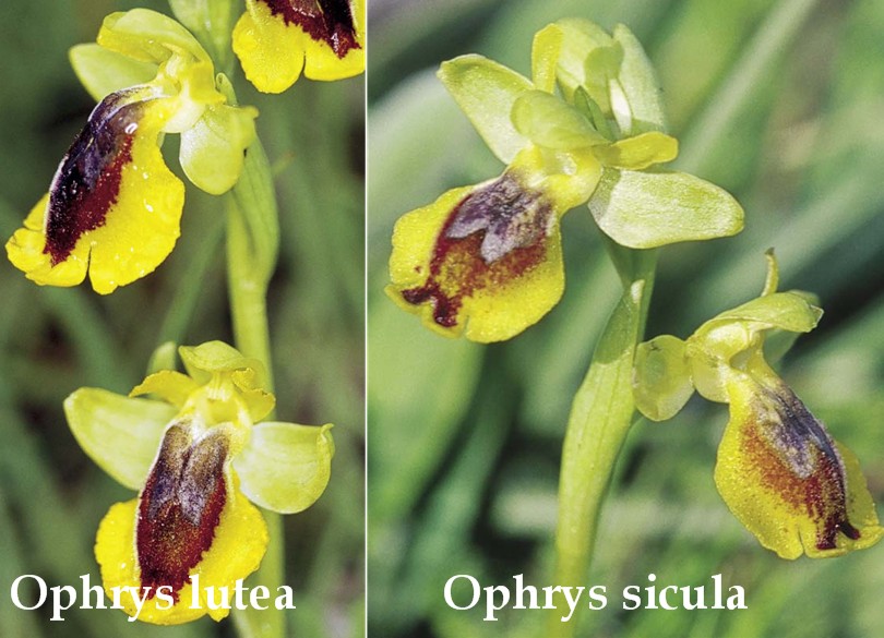 Ophrys sicula / Orchidea della Sicilia